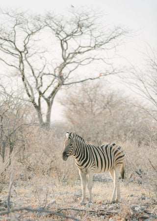 Striped Grace