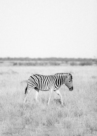 Savannah Stripes